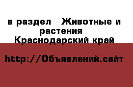  в раздел : Животные и растения . Краснодарский край